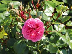 Beetrose 'Pink Swany' � - Rosa 'Pink Swany' �