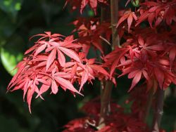 Baumschule Horstmann: Fächer-Ahorn Shaina, 30-40 cm, Acer palmatum Shaina, Containerware