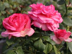 Edelrose `Walzertraum` �, Rosa `Walzertraum` �, Containerrosen