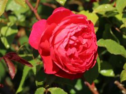 Englische Rose `Benjamin Britten` ®, Rosa `Benjamin Britten` ®, Containerware