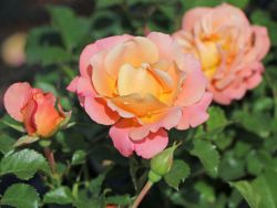 Bodendeckerrose 'Cubana' � - Rosa 'Cubana' �