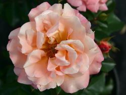 Rosa `Cubana` �, Bodendeckerrose `Cubana` �, Topfballen