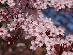 Blutpflaume 'Nigra' auf Stamm, Stamm 70-80 cm, Prunus cerasifera 'Nigra' Stamm