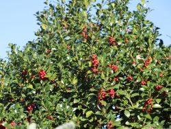 Ilex / Stechpalme 'Heckenfee' (S) - Ilex meserveae 'Heckenfee' (S)