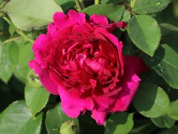 Englische Rose 'William Shakespeare 2000' � - Rosa 'William Shakespeare 2000' �