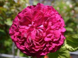 Englische Rose `William Shakespeare 2000` ®, Rosa `William Shakespeare 2000` ®
