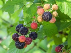 Schwarze Himbeere Rubus idaeos 'Black Jewel', 30-40 cm, Containerware