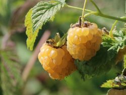 Himbeere 'Golden Bliss' � - Rubus idaeus 'Golden Bliss' �