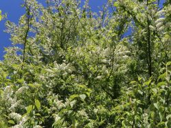 Traubenkirsche (frühe), 60-100 cm, Prunus padus, Containerware