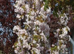 S�ulenkirsche - Prunus serrulata 'Amanogawa'