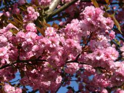 Japanische Nelkenkirsche, 80-100 cm, Prunus serrulata 'Kanzan', Containerware