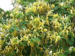 Geißblatt  similis var. delavayi, Lonicera similis var. delavayi