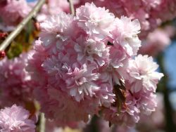 Japanische H�nge-Nelkenkirsche - Prunus serrulata 'Kiku-shidare-Zakura'