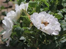 Bodendeckerrose 'White Roadrunner' � - Rosa 'White Roadrunner' �