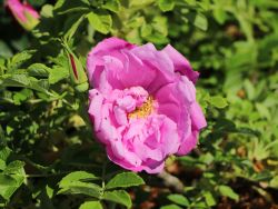 Bodendeckerrose 'Pink Roadrunner' � - Rosa 'Pink Roadrunner' �