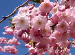 Frühlingskirsche / Frühe Zierkirsche, 60-100 cm, Prunus `Accolade`