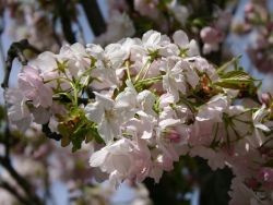 Schneekirsche / Winterkirsche / Japanische Blütenkirsche 'Autumnalis', 80-100 cm