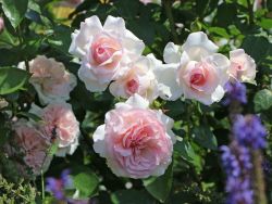 Strauchrose 'Alexandra - Princesse de Luxembourg' � - Rosa 'Alexandra - Princesse de Luxembourg' �
