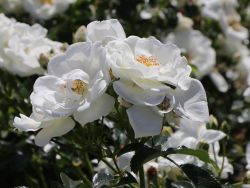 Bodendeckerrose 'Innocencia' � - Rosa 'Innocencia' �