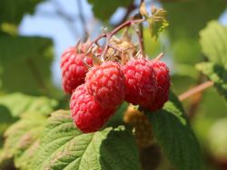 Himbeere 'Polka' � - Rubus idaeus  'Polka' �