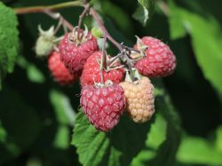 Himbeere 'Pokusa' � - Rubus idaeus 'Pokusa' �