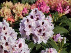 Rhododendron Hybride `Calsap`, 40-50 cm, Containerware