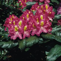 Rhododendron `Sonare`, Rhododendron Hybride `Sonare`