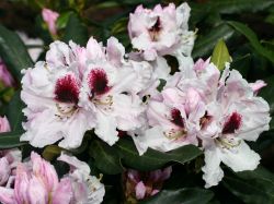 Rhododendron 'Sapporo' (S) - Rhododendron Hybride 'Sapporo' (S)