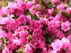 Rhododendron `Staccato`, Rhododendron dauricum `Staccato`