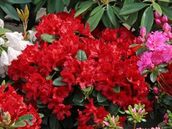 Rhododendron `Rotk�ppchen`, 25-30 cm, Containerpflanzen