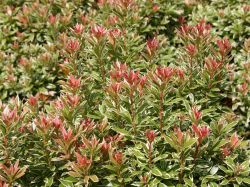Schattengl�ckchen 'Little Heath' - Pieris japonica 'Little Heath'