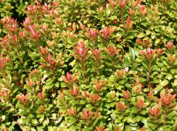 Schattengl�ckchen 'Little Heath Green' - Pieris japonica 'Little Heath Green'