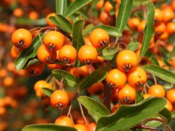 Feuerdorn `Orange Glow`, Pyracantha `Orange Glow`