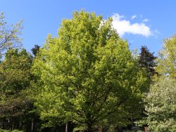 Stiel- oder Sommereiche / Deutsche Eiche / Oak, Quercus robur