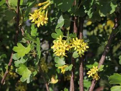 Goldjohannisbeere - Ribes aureum