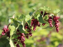 Sch�ne Leycesterie / Karamelbeere - Leycesteria formosa 'Purple Rain'