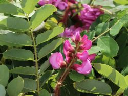 Borstenakazie `Macrophylla`, Robinia hispida `Macrophylla`