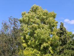 Gold-Akazie, Robinia pseudoacacia `Friesia`