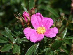 Glanzblättrige Rose, 30-40 cm, Rosa nitida, Containerware