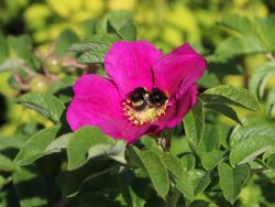Baumschule Horstmann: Apfelrose / Kartoffelrose / Hagebutte, 40-60 cm, Rosa rugosa, Wurzelware