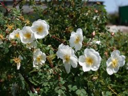 Dünenrose / Bibernellrose, 60-100 cm, Rosa pimpinellifolia, Containerware