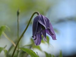 Baumschule Horstmann: Clematis Frankie / Alpenwaldrebe, 60-100 cm, Clematis alpina Frankie