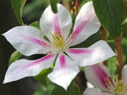 Clematis 'Andromeda' - Clematis 'Andromeda'