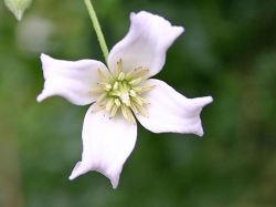 Baumschule Horstmann: Clematis campaniflora, 60-100 cm, Clematis campaniflora, Containerware