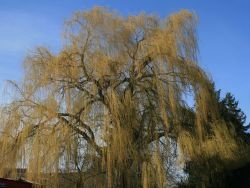 Trauerweide 'Tristis Resistenta' - Salix alba 'Tristis Resistenta'