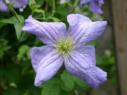Clematis `Emilia Plater`, 60-100 cm, Clematis viticella `Emilia Plater` Clematis `Emilia Plater`, 60-100 cm, Clematis viticella `Emilia Plater`