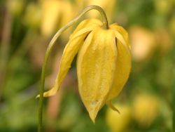 Clematis `Lambton Park`, 60-100 cm, Clematis tangutica `Lambton Park`