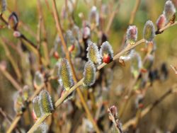 Aschweide / Grauweide - Salix cinerea