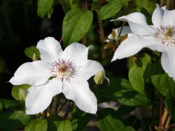 Clematis 'Bella' - Clematis 'Bella'