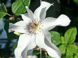 Baumschule Horstmann: Clematis Bella, 60-100 cm, Clematis Bella, Containerware